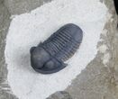Beautifully Preserved Gerastos Trilobite - #7132-1